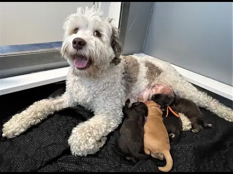 We post the videos and pictures with an automation so we can't accurately describe the image, but it is safe to say their are cute puppies in it!