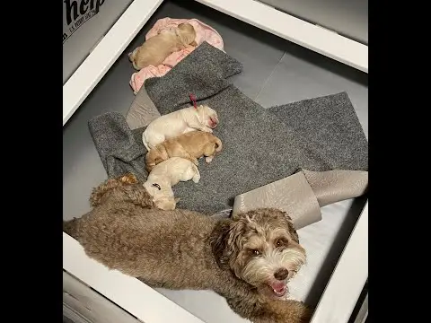 We post the videos and pictures with an automation so we can't accurately describe the image, but it is safe to say their are cute puppies in it!