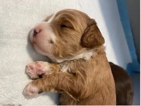 We post the videos and pictures with an automation so we can't accurately describe the image, but it is safe to say their are cute puppies in it!