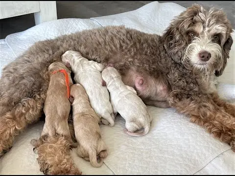 We post the videos and pictures with an automation so we can't accurately describe the image, but it is safe to say their are cute puppies in it!