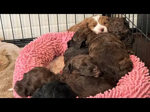 We post the videos and pictures with an automation so we can't accurately describe the image, but it is safe to say their are cute puppies in it!