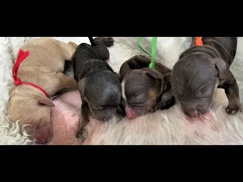 We post the videos and pictures with an automation so we can't accurately describe the image, but it is safe to say their are cute puppies in it!