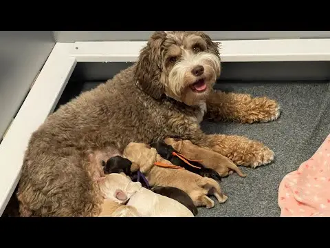 We post the videos and pictures with an automation so we can't accurately describe the image, but it is safe to say their are cute puppies in it!