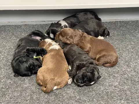 We post the videos and pictures with an automation so we can't accurately describe the image, but it is safe to say their are cute puppies in it!