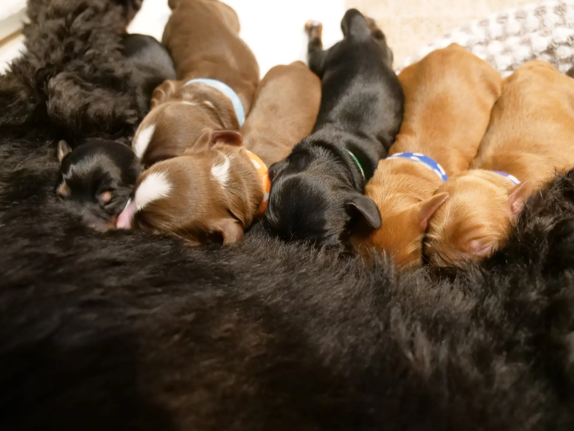 Labradoodle puppies nursing