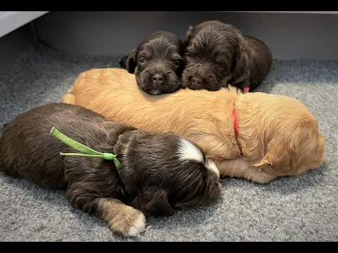 We post the videos and pictures with an automation so we can't accurately describe the image, but it is safe to say their are cute puppies in it!