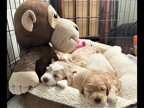 We post the videos and pictures with an automation so we can't accurately describe the image, but it is safe to say their are cute puppies in it!