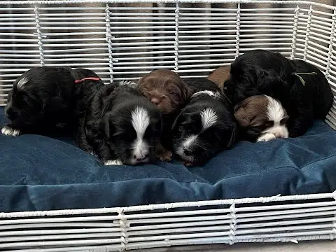 We post the videos and pictures with an automation so we can't accurately describe the image, but it is safe to say their are cute puppies in it!