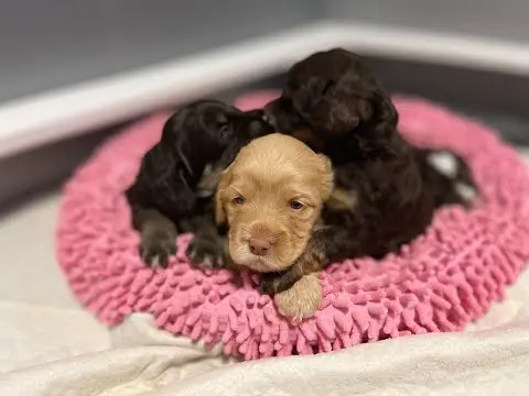 We post the videos and pictures with an automation so we can't accurately describe the image, but it is safe to say their are cute puppies in it!