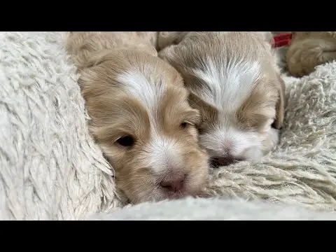 We post the videos and pictures with an automation so we can't accurately describe the image, but it is safe to say their are cute puppies in it!