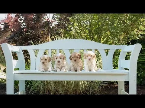 We post the videos and pictures with an automation so we can't accurately describe the image, but it is safe to say their are cute puppies in it!