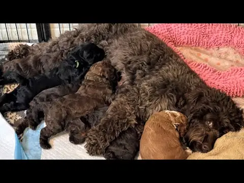 We post the videos and pictures with an automation so we can't accurately describe the image, but it is safe to say their are cute puppies in it!