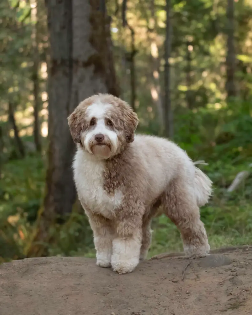 Dilute chocolate tuxedo Australian Labradoodle in a natural setting