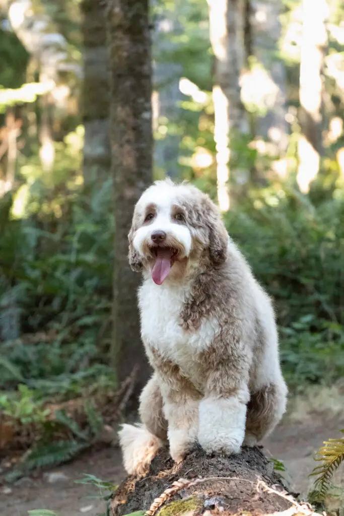 Dilute chocolate tuxedo Australian Labradoodle on a log in a forest setting