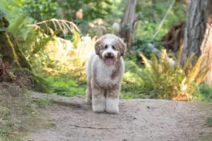 Dilute chocolate Australian Labradoodle with tuxedo pattern in natural setting