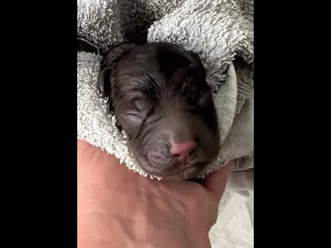 We post the videos and pictures with an automation so we can't accurately describe the image, but it is safe to say their are cute puppies in it!