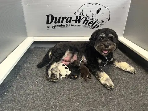 We post the videos and pictures with an automation so we can't accurately describe the image, but it is safe to say their are cute puppies in it!