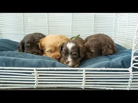 We post the videos and pictures with an automation so we can't accurately describe the image, but it is safe to say their are cute puppies in it!