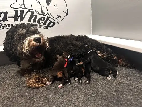 We post the videos and pictures with an automation so we can't accurately describe the image, but it is safe to say their are cute puppies in it!