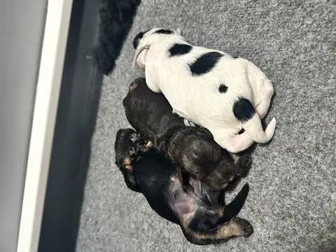 We post the videos and pictures with an automation so we can't accurately describe the image, but it is safe to say their are cute puppies in it!