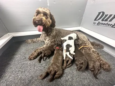 We post the videos and pictures with an automation so we can't accurately describe the image, but it is safe to say their are cute puppies in it!