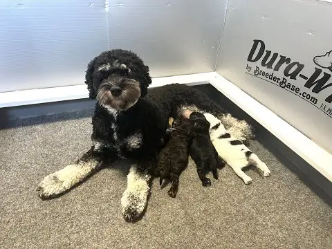 We post the videos and pictures with an automation so we can't accurately describe the image, but it is safe to say their are cute puppies in it!