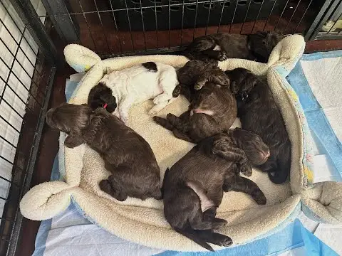 We post the videos and pictures with an automation so we can't accurately describe the image, but it is safe to say their are cute puppies in it!