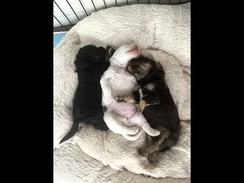 We post the videos and pictures with an automation so we can't accurately describe the image, but it is safe to say their are cute puppies in it!