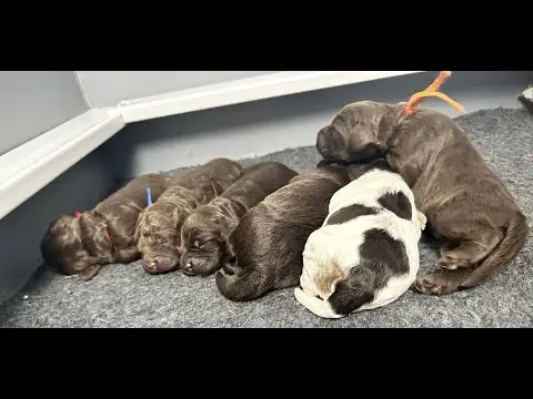 We post the videos and pictures with an automation so we can't accurately describe the image, but it is safe to say their are cute puppies in it!