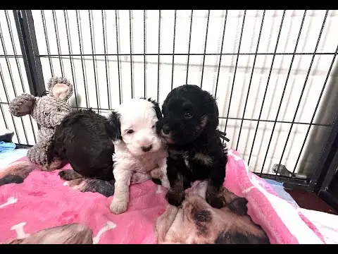 We post the videos and pictures with an automation so we can't accurately describe the image, but it is safe to say their are cute puppies in it!