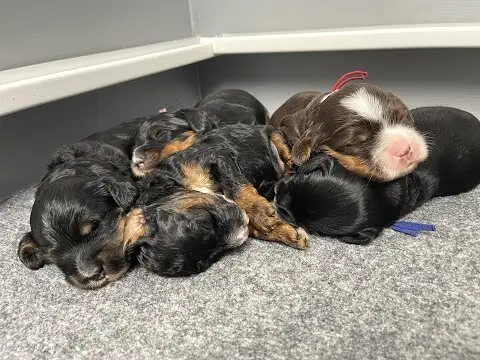 We post the videos and pictures with an automation so we can't accurately describe the image, but it is safe to say their are cute puppies in it!