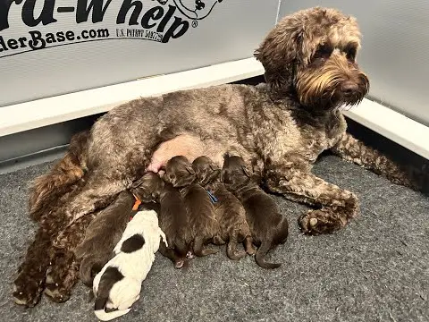 We post the videos and pictures with an automation so we can't accurately describe the image, but it is safe to say their are cute puppies in it!