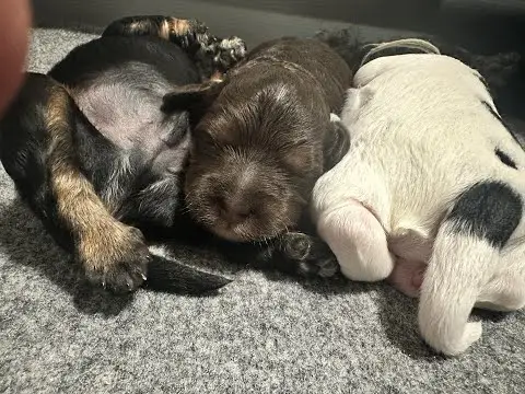 We post the videos and pictures with an automation so we can't accurately describe the image, but it is safe to say their are cute puppies in it!