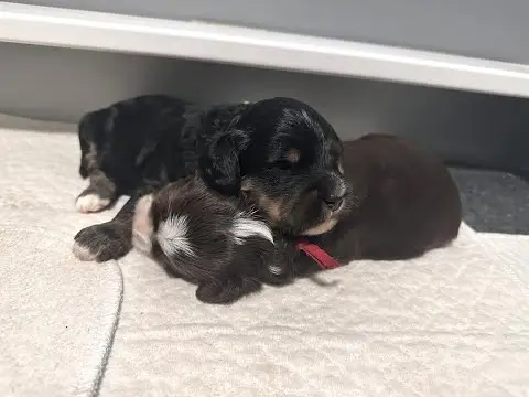 We post the videos and pictures with an automation so we can't accurately describe the image, but it is safe to say their are cute puppies in it!