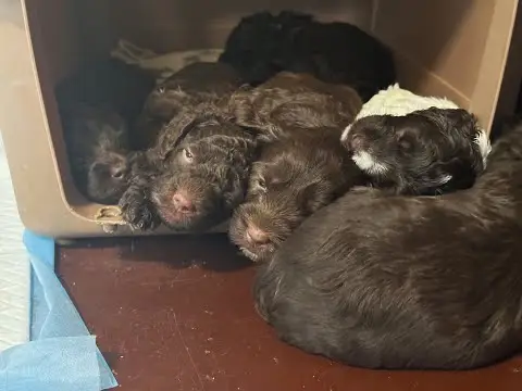 We post the videos and pictures with an automation so we can't accurately describe the image, but it is safe to say their are cute puppies in it!