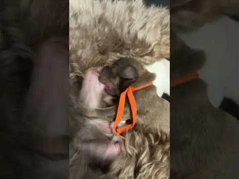 We post the videos and pictures with an automation so we can't accurately describe the image, but it is safe to say their are cute puppies in it!