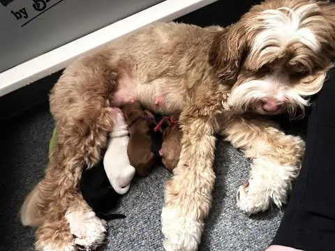 We post the videos and pictures with an automation so we can't accurately describe the image, but it is safe to say their are cute puppies in it!