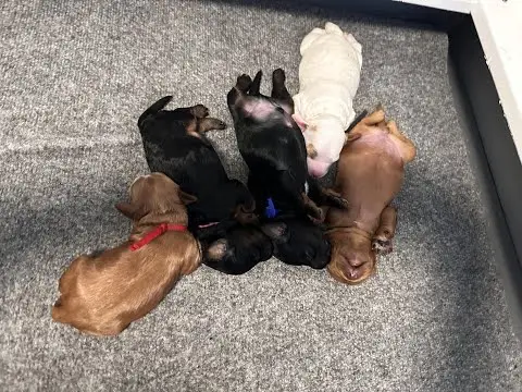 We post the videos and pictures with an automation so we can't accurately describe the image, but it is safe to say their are cute puppies in it!