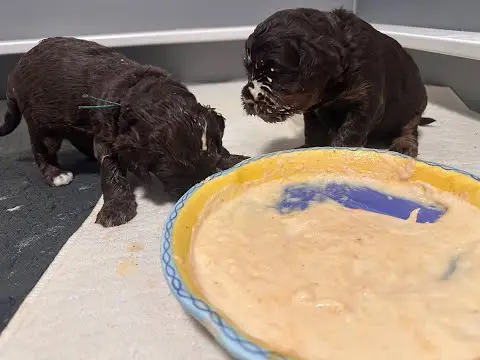 We post the videos and pictures with an automation so we can't accurately describe the image, but it is safe to say their are cute puppies in it!