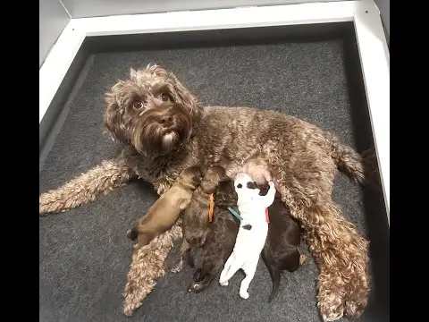 We post the videos and pictures with an automation so we can't accurately describe the image, but it is safe to say their are cute puppies in it!