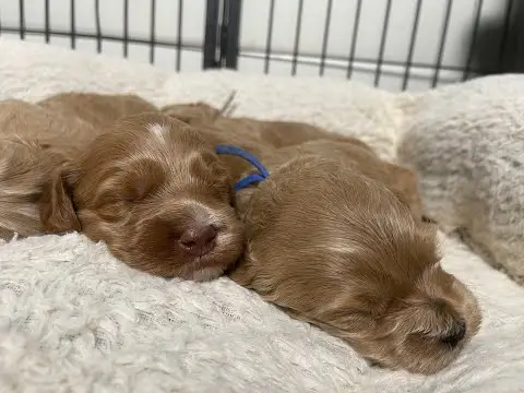 We post the videos and pictures with an automation so we can't accurately describe the image, but it is safe to say their are cute puppies in it!