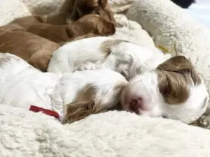 We post the videos and pictures with an automation so we can't accurately describe the image, but it is safe to say their are cute puppies in it!