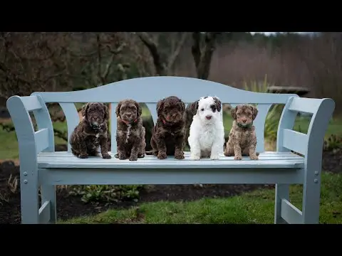 We post the videos and pictures with an automation so we can't accurately describe the image, but it is safe to say their are cute puppies in it!