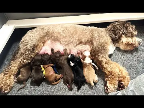 We post the videos and pictures with an automation so we can't accurately describe the image, but it is safe to say their are cute puppies in it!