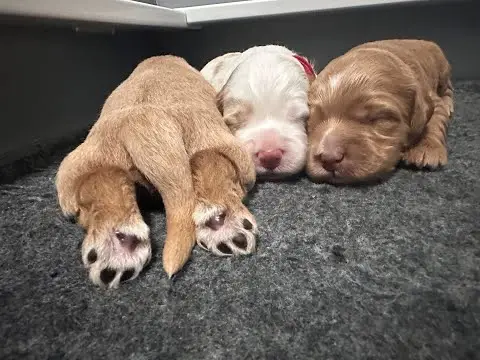 We post the videos and pictures with an automation so we can't accurately describe the image, but it is safe to say their are cute puppies in it!