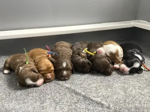 We post the videos and pictures with an automation so we can't accurately describe the image, but it is safe to say their are cute puppies in it!