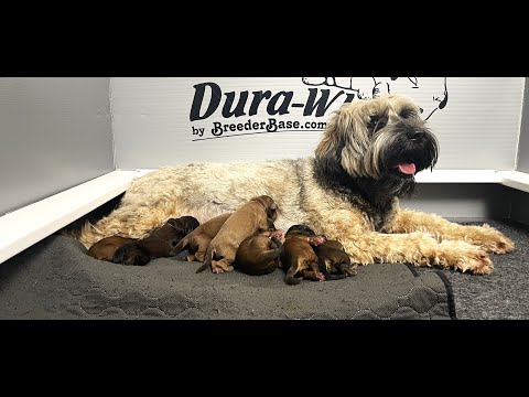 We post the videos and pictures with an automation so we can't accurately describe the image, but it is safe to say their are cute puppies in it!