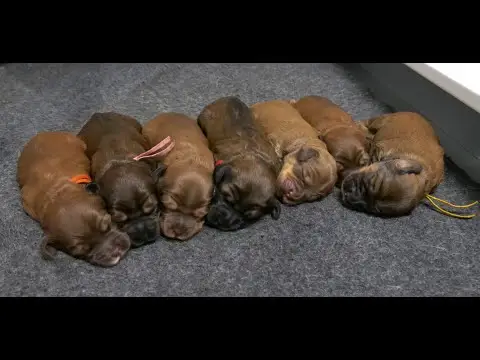 We post the videos and pictures with an automation so we can't accurately describe the image, but it is safe to say their are cute puppies in it!