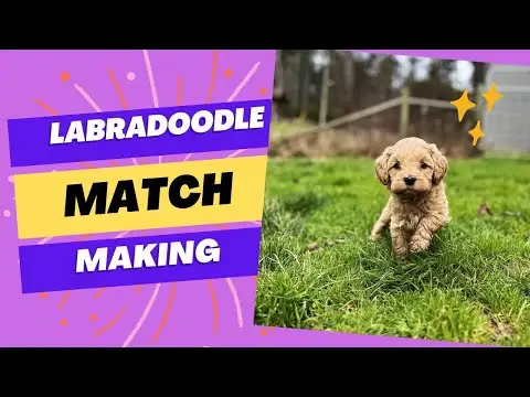 We post the videos and pictures with an automation so we can't accurately describe the image, but it is safe to say their are cute puppies in it!