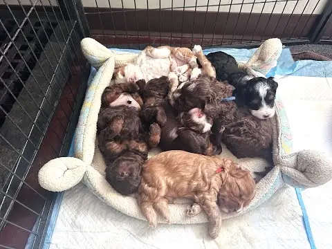 We post the videos and pictures with an automation so we can't accurately describe the image, but it is safe to say their are cute puppies in it!